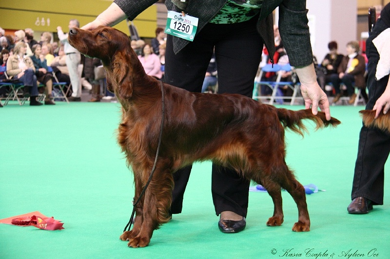 Crufts2011 163.jpg